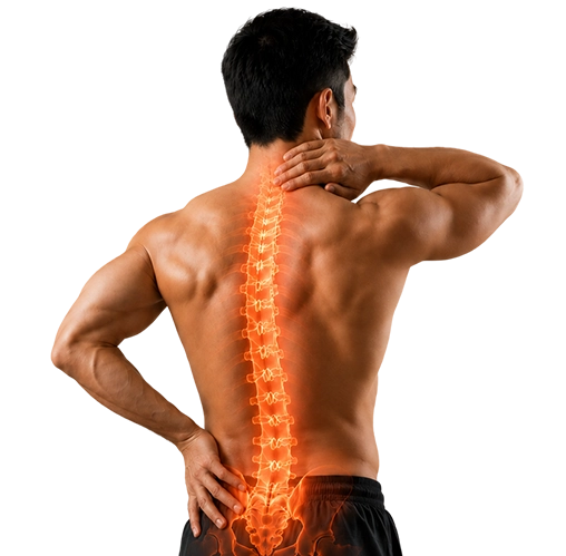 Spine